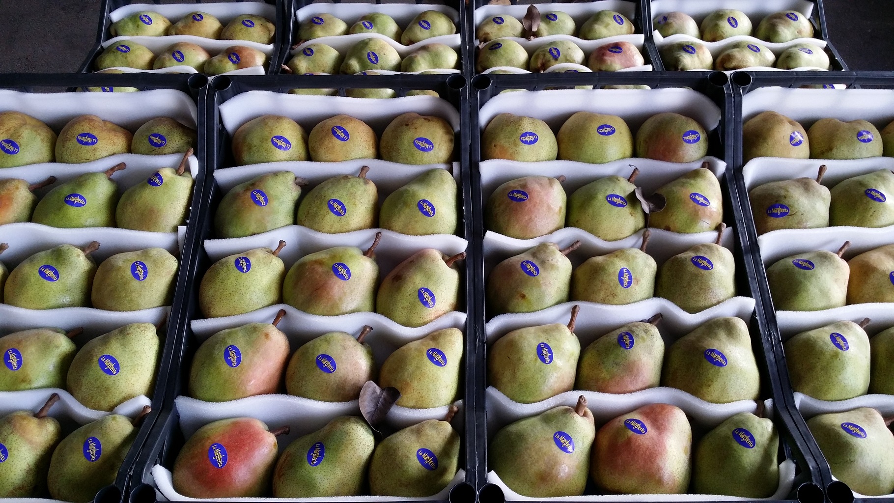 Pere Decana del Comizio